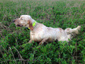 Setter Anglais CUCCA'S ORFEI Setter Anglais CUCCA'S ORFEI